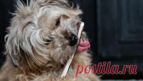 Россиян предупредили, почему нельзя кормить питомцев едой со стола. Самым легким и доступным способом побаловать животное, безусловно, является пищевое поощрение. Только вот вместо специальных лакомств хозяевам проще всего угостить своих пушистиков чем-то вкусным прямо со стола. Зачастую это те же блюда, ...