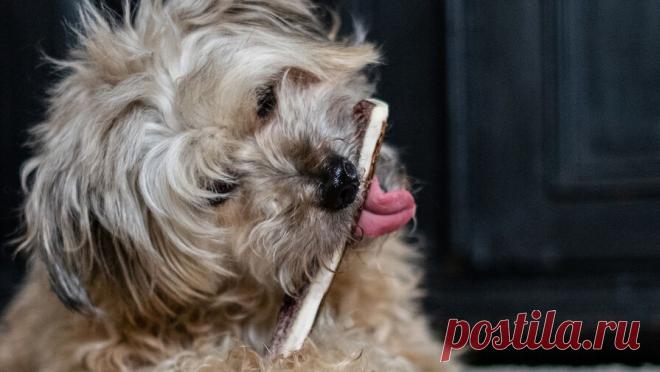 Россиян предупредили, почему нельзя кормить питомцев едой со стола. Самым легким и доступным способом побаловать животное, безусловно, является пищевое поощрение. Только вот вместо специальных лакомств хозяевам проще всего угостить своих пушистиков чем-то вкусным прямо со стола. Зачастую это те же блюда, ...