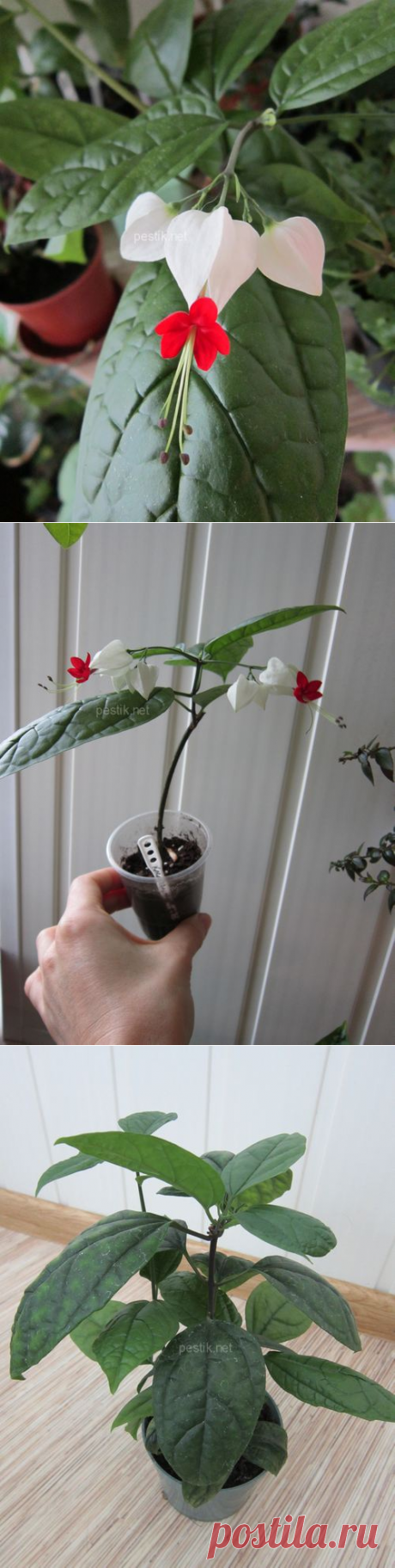 Клеродендрон госпожи Томпсон (Clerodendrum thomsoniae). Уход.