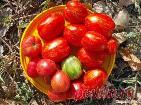 ТАЙНЫ ВЫРАЩИВАНИЯ ТОМАТОВ - Сад, огород - Страна Мам