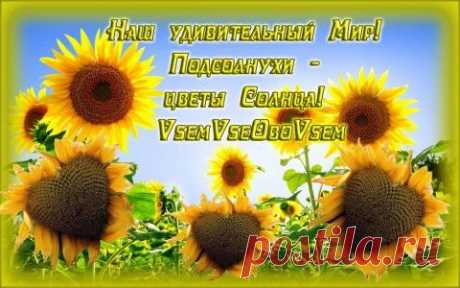 Наш удивительный Мир! Подсолнухи - цветы Солнца!