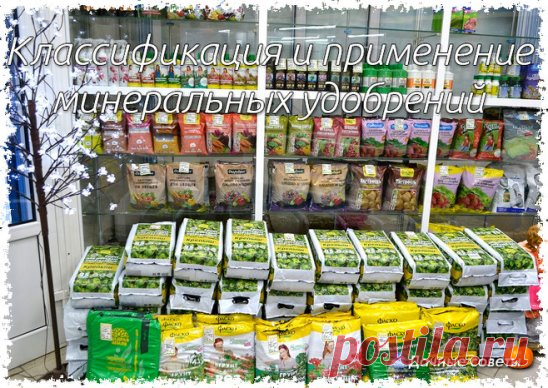 Классификация и применение минеральных удобрений
АЗОТНЫЕ
Только весной и летом. Заделывать в почву.
Мочевина - 46 % азота. Под все растения.
Сульфат аммония (сернокислый аммоний) - 21 % азота. Под все растения. В теплице - 1 раз за лето при дефиците серы.
Аммиачная селитра (азотнокислый аммоний, нитрат аммония) - 35 % азота. Под все растения, кроме тыквенных.
Калийная селитра - 14 % азота + 45 % калия. Дополнять азотом.
Кальциевая селитра (азотнокислый кальций, нитрат кальция, известковая