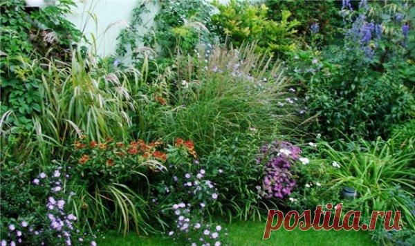 Декоративные злаки, как украшение сада