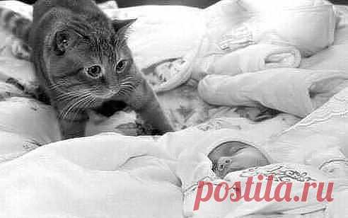 Фууухххх!!!!!! Наконец-то этот, важный, спит. Он на хозяев громко так кричит! Вокруг него так много суетятся - Наверное, они его боятся! Он царапучий, видимо, на деле! Вон… варежки на лапочки надели!