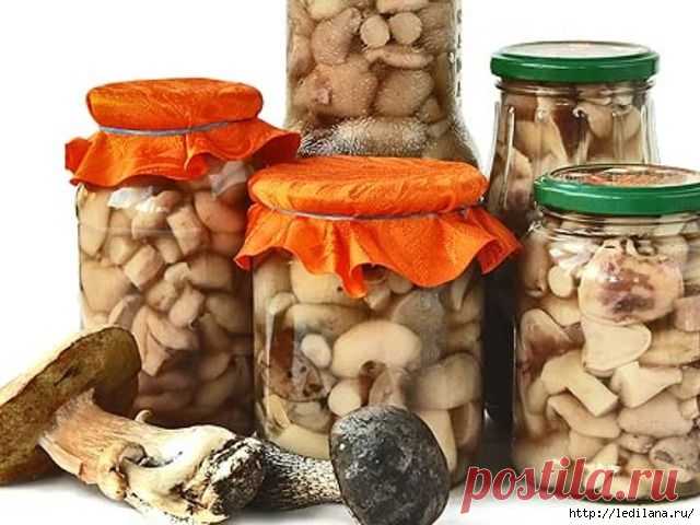 9 заготовок грибов на зиму