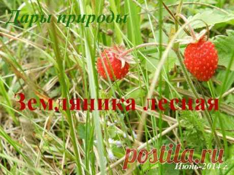 Поляна земляники. Как растет земляника? - YouTube