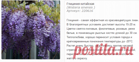 Глициния китайская - Глициния китайская - Декоративные - Саженцы - Каталог - SemenaSad.ru
