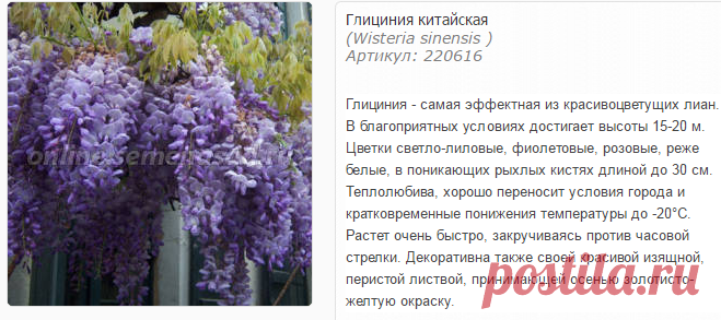 Глициния китайская - Глициния китайская - Декоративные - Саженцы - Каталог - SemenaSad.ru