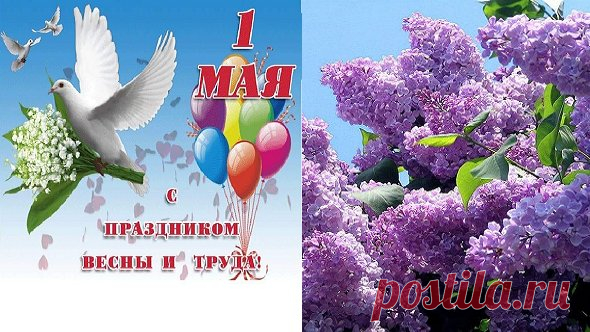 Здравствуй, Май!
Цветущий май!
С Днём Весны и Днём труда!
Пусть сиренью расцветая
В сердце к Вам придёт Весна!
Дарит солнце луч рассвета,
Щебетанье первых птиц!
И летят пусть к Вам приветы
От родных, любимых лиц!

Самое ценное в жизни - человеческое тепло. В любое время года.. В любом возрасте.. Оно никогда не бывает неуместным. Его никогда не бывает много..