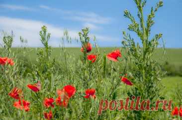 ФотоЛюбка * – ФотоКто