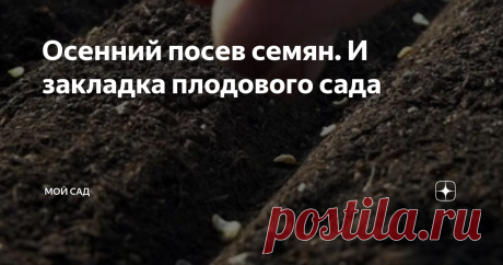 Осенний посев семян. И закладка плодового сада Этот метод осенний посадки семян  поможет вам получить ранний урожай, хорошую рассаду.

Место для подзимних посевов должно быть солнечным. Желательно сделать высокую грядку. Внести удобрения.
  
Когда установится стабильная отрицательная температура, можно сеять семена.

Так как неизбежен риск утраты семян, норму высева надо увеличить на 25-50%.

Сеять семена надо сухими. После посева ни в коем случае НЕ ПОЛИВАТЬ.

После посев...