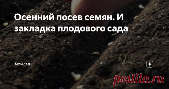 Осенний посев семян. И закладка плодового сада Этот метод осенний посадки семян  поможет вам получить ранний урожай, хорошую рассаду.

Место для подзимних посевов должно быть солнечным. Желательно сделать высокую грядку. Внести удобрения.
  
Когда установится стабильная отрицательная температура, можно сеять семена.

Так как неизбежен риск утраты семян, норму высева надо увеличить на 25-50%.

Сеять семена надо сухими. После посева ни в коем случае НЕ ПОЛИВАТЬ.

После посев...