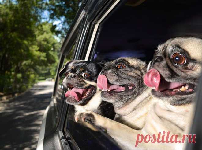 » Восторженные собаки выглядывают из автомобильных окон Это интересно!