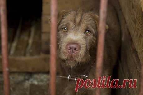 «Комсомолка» разбиралась, что делать, если твой сосед издевается над своим домашним питомцем | Все о наших питомцах