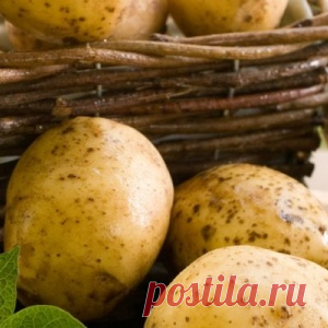 Что можно приготовить из молодой картошки – 8 вкусных и простых блюд - МирТесен