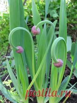 Лук-слизун: Группа Практикум садовода и огородника