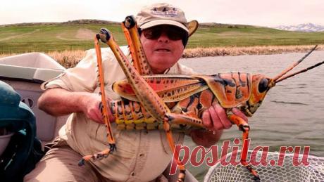 Тапком не прихлопнешь: ТОП-10 самых крупных насекомых в мире