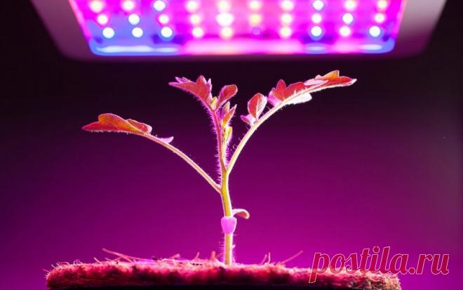 ТОП-10 Лучших Фитоламп для Рассады | Рейтинг +Отзывы Лучшие фитолампы: 10 лучших моделей на светодиодах для выращивания рассады и комнатных растений. Выбираем какая лучше ? Достоинства и недостатки 2019
