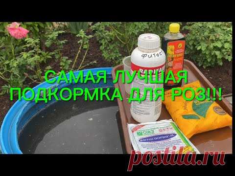 Дневник Рамина-Марина