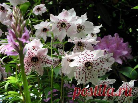 Номохарис | Наш уютный дом