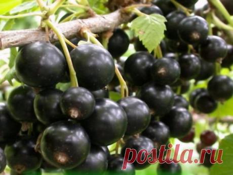 КАК ОМОЛОДИТЬ КУСТ ЧЕРНОЙ СМОРОДИНЫ И УЛУЧШИТЬ УРОЖАЙ

Не спешите избавляться от старых кустов смородины и крыжовника, выкорчевывать их, это трудоемкая работа, их просто можно омолодить. Омоложение кустов черной смородины можно проводить и осенью, и весной. В запущенных кустах обычно очень много старых, почти не дающих урожая и загущающих куст ветвей, а молодых мало и они сформированы главным образом на волчках.
Показать полностью…