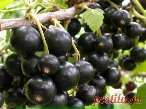 КАК ОМОЛОДИТЬ КУСТ ЧЕРНОЙ СМОРОДИНЫ И УЛУЧШИТЬ УРОЖАЙ

Не спешите избавляться от старых кустов смородины и крыжовника, выкорчевывать их, это трудоемкая работа, их просто можно омолодить. Омоложение кустов черной смородины можно проводить и осенью, и весной. В запущенных кустах обычно очень много старых, почти не дающих урожая и загущающих куст ветвей, а молодых мало и они сформированы главным образом на волчках.
Показать полностью…