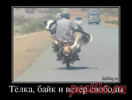 Смотрины | Обхохочешься