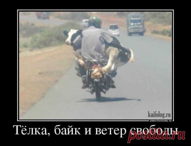 Смотрины | Обхохочешься