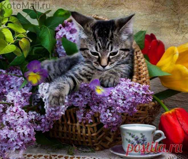 Любовь к весенним цветам