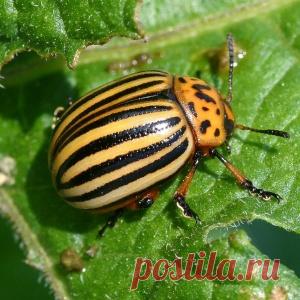 Снова появился колорадский жук