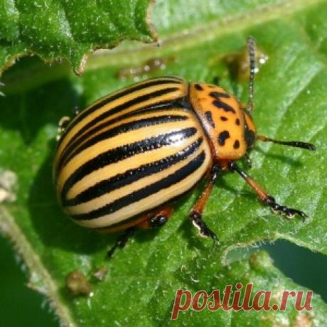 Снова появился колорадский жук