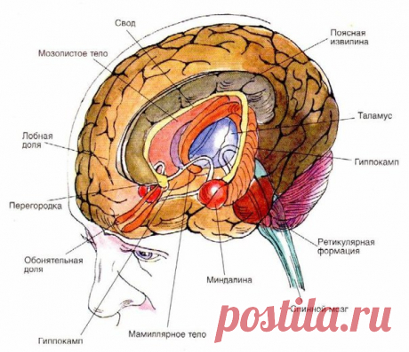 10 САМЫХ НЕОБЫЧНЫХ СТРУКТУР ГОЛОВНОГО МОЗГА. 

10 место: Мозолистое тело. Кора головного мозга состоит из двух полушарий, соединённых между собой пучком нервных волокон. Этот пучок называется мозолистым телом (corpus callosum). Оно состоит из 200—250 миллионов нервных волокон и является самой большой структурой, соединяющей полушария. У мозолистого тела есть клюв и колено. 
Показать полностью…