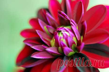 Письмо «сообщение Schamada : Цветы фотографа Andrew Kearton (23:18 04-06-2014) [3907317/326785442]» — Schamada — Яндекс.Почта