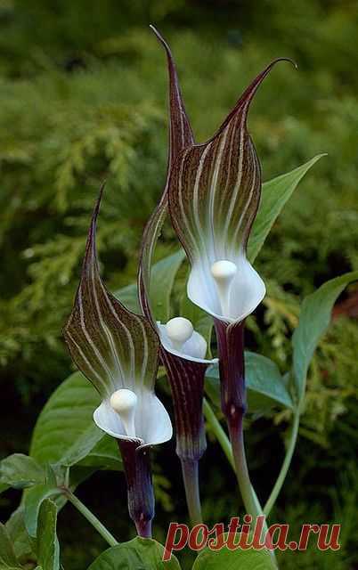 Arisaema sikokianum (Japanese Jack-in-the-Pulpit)