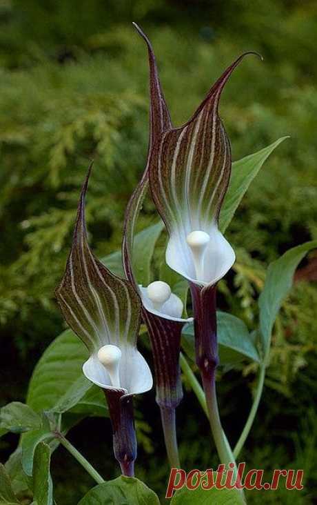 Arisaema sikokianum (Japanese Jack-in-the-Pulpit)