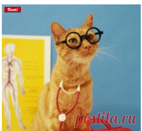 Лечебные свойства кошек – Кототерапия — Планета и человек
