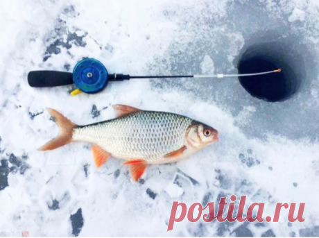 Рабочая и эффективная тактика ловли плотвы на опарыша | Рыбалка XXI века | Яндекс Дзен