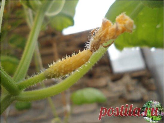 5 ПРИЧИН ПОЧЕМУ ЖЕЛТЕЮТ ЗАВЯЗИ ОГУРЦОВ
Первая ошибка: растения не пасынкуются. 
Нужно вовремя убирать всё, что пытается расти из пазух первых трех-пяти листьев, а все пасынки, которые образуются выше, прищипывать над вторым листом. Многие садоводы боятся пасынкования, ошибочно считая, что эта процедура снизит урожай. Тем не менее, делать это надо обязательно и безжалостно. Пасынки, которые будут расти из пазух уже не в основной плети, а из пазух пасынков, т. е. так называемые побеги второго по