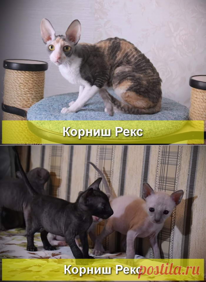 Корниш рекс - описание и характеристика породы с фото и видео