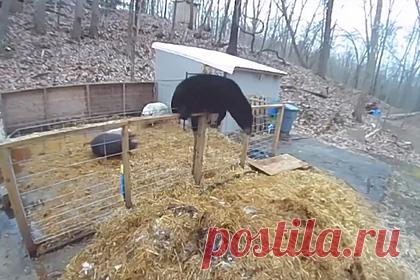 Свиньи обратили в бегство напавшего на них медведя. В американском штате Коннектикут свиньи обратили в бегство медведя, который пытался напасть на одну из них. На кадрах, снятых камерой наблюдения, видно, что черный медведь перелез через невысокий забор и забрался в свиной загон. Одна из свиней оттолкнула его, а другая перешла в атаку и вынудила отступить.