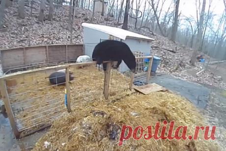 Свиньи обратили в бегство напавшего на них медведя. В американском штате Коннектикут свиньи обратили в бегство медведя, который пытался напасть на одну из них. На кадрах, снятых камерой наблюдения, видно, что черный медведь перелез через невысокий забор и забрался в свиной загон. Одна из свиней оттолкнула его, а другая перешла в атаку и вынудила отступить.