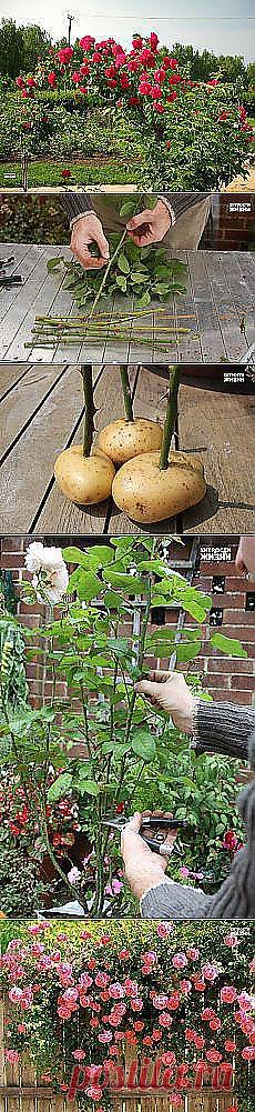 Мои подписки | Постила.ru