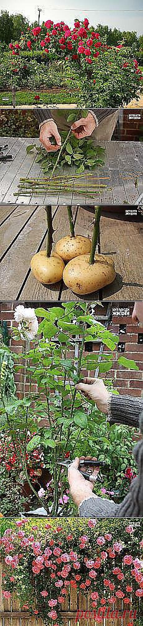 Мои подписки | Постила.ru