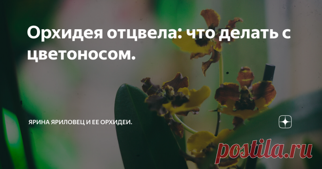 Орхидея отцвела: что делать с цветоносом. Много мифов (ну опять, ну сколько можно, ну когда же они закончатся, ну... извините, был напуган (с)) бродит по сети о том, что нужно делать с цветоносом орхидеи после цветения. Сейчас мы их препарируем.
