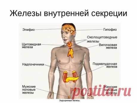 Какие органы образуют нашу эндокринную систему Наша молодость, продление жизни, трудоспособность зависят от работы желез внутренней секреции. А это значит, что мы должны знать, каковы потребности этих желез.