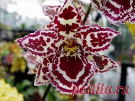 МУЗЫКА ОРХИДЕЙ - YouTube