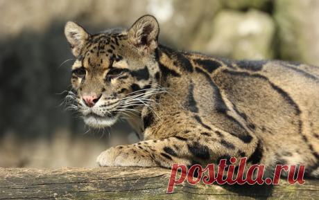 clouded leopard Ouwehand LF1A1241 | safi kok | Flickr