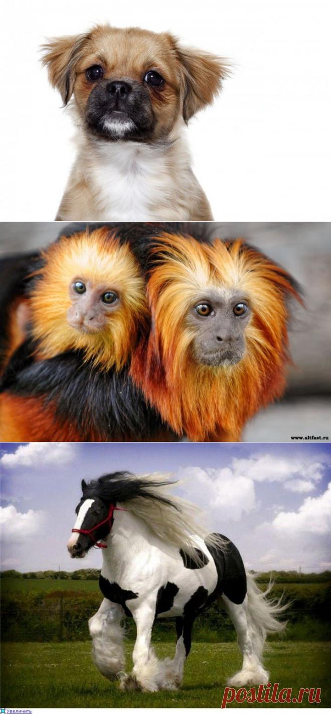 (+1) тема - Красота спасет мир. | Четвероногий юмор