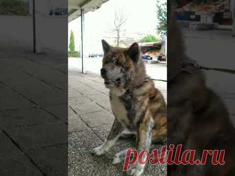 необычный #чудо #пёс #животные