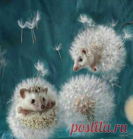 Татьяна Романова